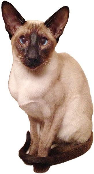 シャム猫 | STORES 【シャム猫 様専用】セプテム set